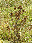 Malthouse Meadow