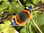 Malthouse Meadow