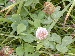 Malthouse Meadow