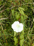 Malthouse Meadow