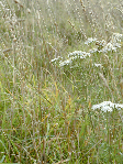 Malthouse Meadow