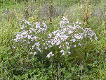 Malthouse Meadow