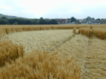 Sompting Crop Circle